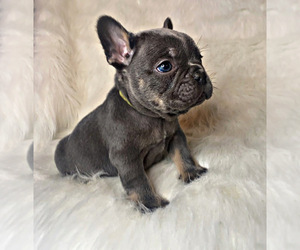 French Bulldog Puppy for sale in LOCUST GROVE, GA, USA