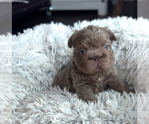 Medium Photo #10 French Bulldog Puppy For Sale in PALM CITY, FL, USA