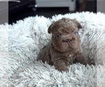 Puppy Icon French Bulldog