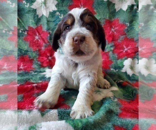 Medium Photo #2 English Springer Spaniel Puppy For Sale in ASHEVILLE, NC, USA