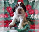 Small Photo #2 English Springer Spaniel Puppy For Sale in ASHEVILLE, NC, USA