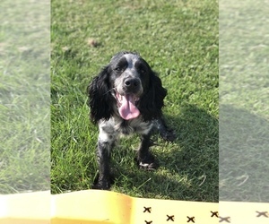 English Springer Spaniel Dogs for adoption in ELIZABETHTOWN, KY, USA