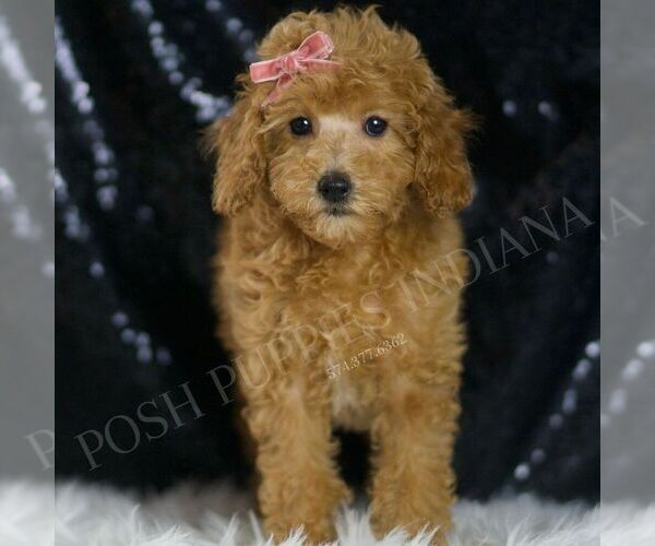 Medium Photo #5 Poodle (Toy) Puppy For Sale in WARSAW, IN, USA