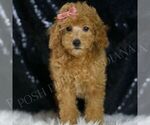 Small #4 Poodle (Toy)