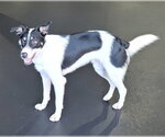Small #24 Border Collie