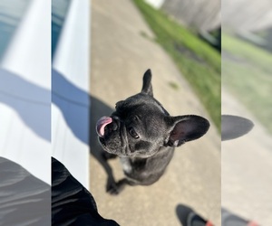French Bulldog Puppy for sale in HAMILTON, NJ, USA