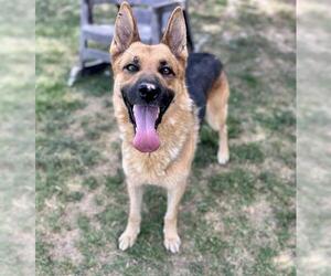 JASPER - Male German Shepherd Dog-Unknown Mix Dog for Adoption - Photo #3