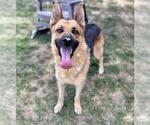 Small #2 German Shepherd Dog Mix