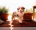 Small #4 Australian Shepherd