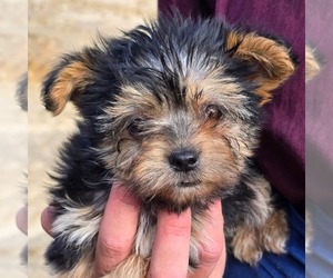 Morkie Puppy for sale in CHARLOTTE HALL, MD, USA