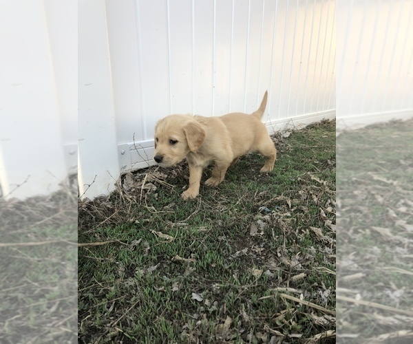 Medium Photo #8 Golden Retriever Puppy For Sale in VESTA, MN, USA