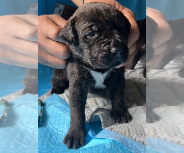 Medium Photo #1 Presa Canario Puppy For Sale in VERONA, KY, USA