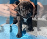 Small Photo #1 Presa Canario Puppy For Sale in VERONA, KY, USA