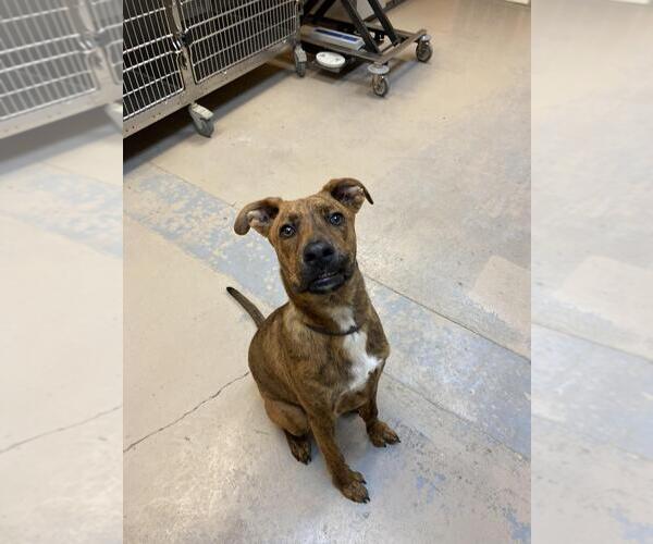 Medium Photo #2  Puppy For Sale in , 