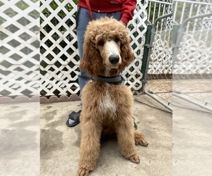 Poodle (Standard) Puppy for sale in NORTHRIDGE, CA, USA