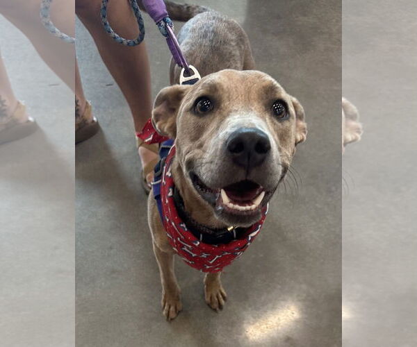 Medium Photo #2 American Pit Bull Terrier-Unknown Mix Puppy For Sale in Germantown, OH, USA