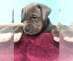 Small Photo #3 Cane Corso Puppy For Sale in AMARILLO, TX, USA