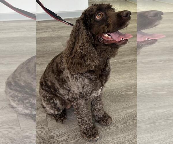 Medium Photo #2 Cocker Spaniel Puppy For Sale in Westminster, MD, USA