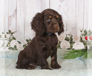 Cocker Spaniel Puppy for sale in PENNS CREEK, PA, USA