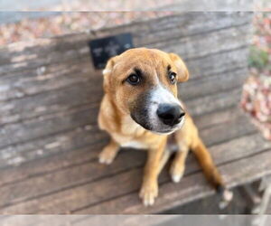 American Pit Bull Terrier-Unknown Mix Dogs for adoption in Tulsa, OK, USA