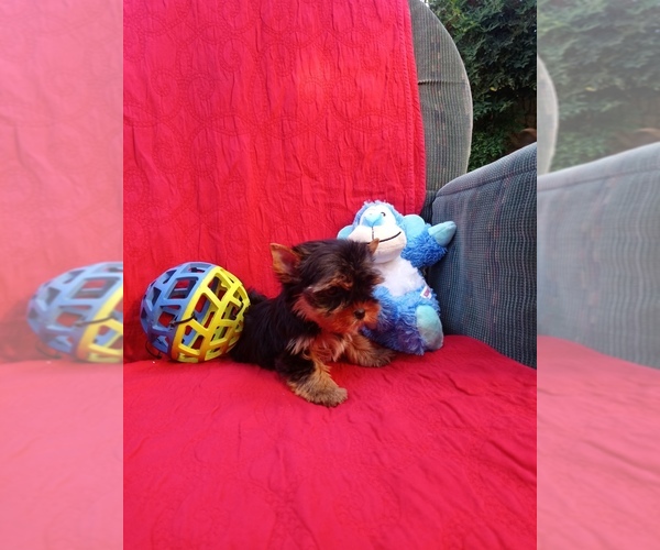 Medium Photo #6 Yorkshire Terrier Puppy For Sale in SIMI VALLEY, CA, USA