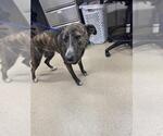 Small American Staffordshire Terrier Mix