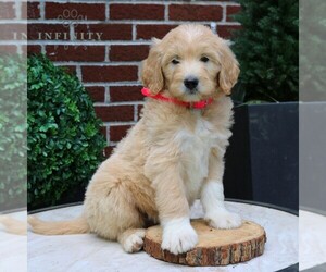 Goldendoodle Puppy for Sale in GAP, Pennsylvania USA