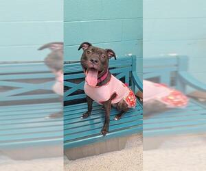 American Pit Bull Terrier Dogs for adoption in Bowling Green, OH, USA