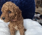 Small Photo #57 Goldendoodle (Miniature) Puppy For Sale in SAN FERNANDO, CA, USA