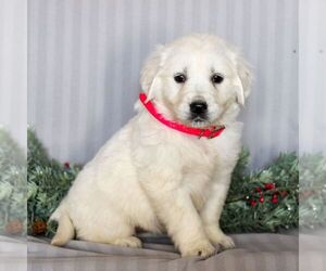 English Cream Golden Retriever Puppy for sale in LITITZ, PA, USA