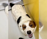 Small #3 Spaniel Mix