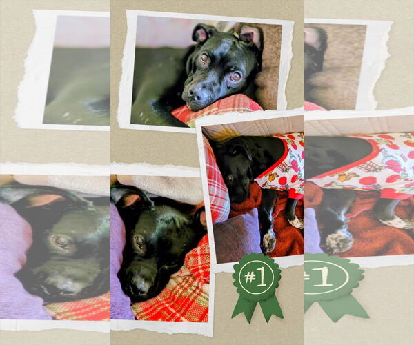 Medium Photo #7 Labrador Retriever-Unknown Mix Puppy For Sale in columbia, SC, USA