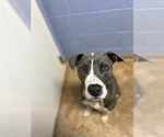 Small #5 Bullboxer Pit
