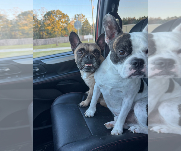 Medium Photo #1 Faux Frenchbo Bulldog Puppy For Sale in DEFUNIAK SPRINGS, FL, USA