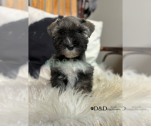 Schnauzer (Miniature) Puppy for sale in RIPLEY, MS, USA