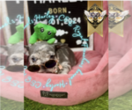 Puppy Harley French Bulldog