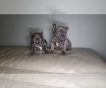 Small Photo #11 French Bulldog Puppy For Sale in PORT READING, NJ, USA