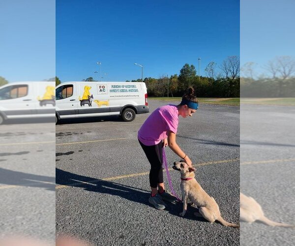Medium Photo #26 Chinese Shar-Pei-Labrador Retriever Mix Puppy For Sale in Rustburg, VA, USA