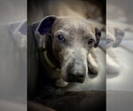 Small Photo #5 Labrador Retriever-Unknown Mix Puppy For Sale in Sandy, UT, USA