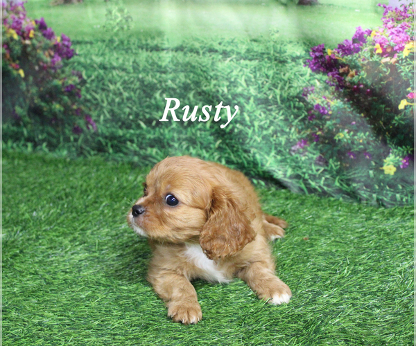 Medium Photo #17 Cavalier King Charles Spaniel Puppy For Sale in CHANUTE, KS, USA