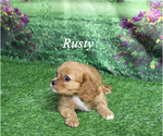 Small #16 Cavalier King Charles Spaniel