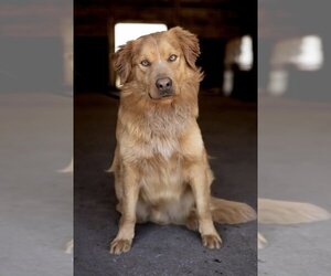 Golden Retriever Dogs for adoption in Pottstown, PA, USA