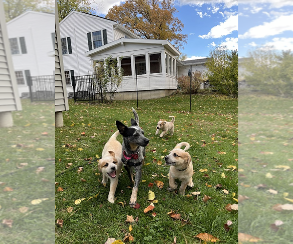 Medium Photo #2 Mutt Puppy For Sale in Garden City, NY, USA