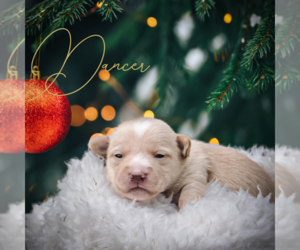 Chorkie Puppy for sale in ROCK HILL, SC, USA