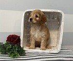 Small #3 Cockapoo