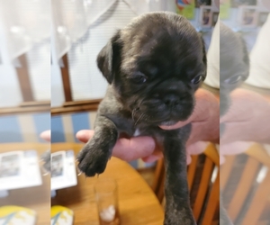 Pug Puppy for sale in MECHANICSVILLE, VA, USA