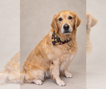 Traveler - Male Golden Retriever Dog for Adoption - Small photo