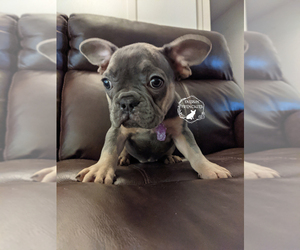 French Bulldog Puppy for sale in DURANT, OK, USA