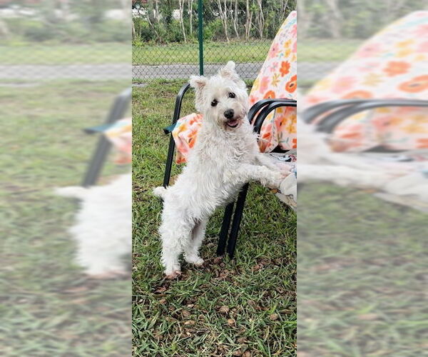 Medium Photo #9 Mutt Puppy For Sale in Weston, FL, USA