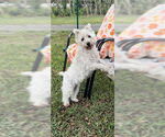 Small #8 Mutt